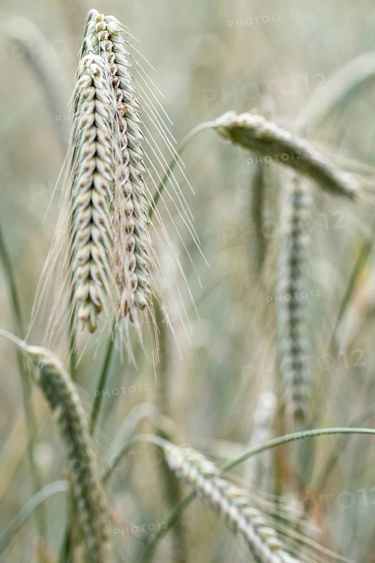 Triticale ears (triticale), Emsland, Lower Saxony, Germany