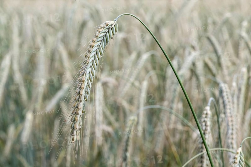 Triticale ears (triticale), Emsland, Lower Saxony, Germany