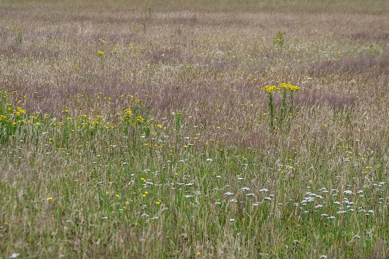 Meadow with ragwort (Senecio jacobaea), Emsland, Lower Saxony, Germany