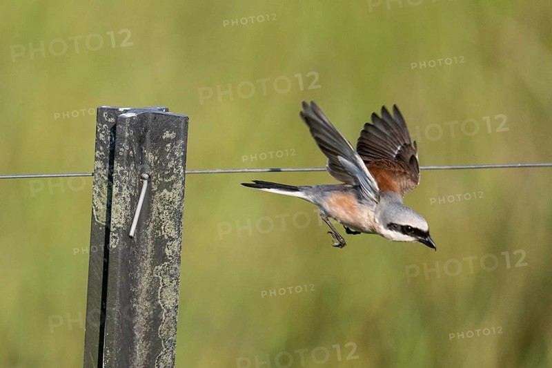 Red-backed shrike (Lanius collurio), Emsland, Lower Saxony, Germany
