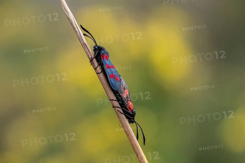 Six-spotted damselfly (Zygaena filipendulae), mating, Emsland, Lower Saxony, Germany