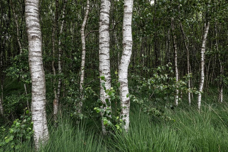 Birch quarry forest (Betula pendula), Emsland, Lower Saxony, Germany
