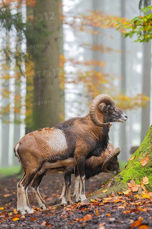 European mouflon (Ovis aries musimon) ram (male) standing in a forest in autumn, Bavaria, Germany