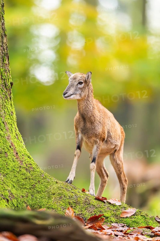 European mouflon (Ovis aries musimon) sheep (female) walking in a forest in autumn, Bavaria, Germany