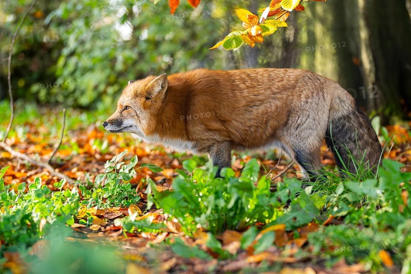 Red fox (Vulpes vulpes) standing in a forest in autumn, Bavaria, Germany