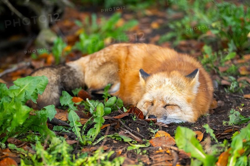 Red fox (Vulpes vulpes) lying in a forest in autumn, Bavaria, Germany