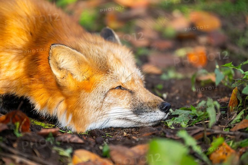 Red fox (Vulpes vulpes) lying in a forest in autumn, portrait, Bavaria, Germany