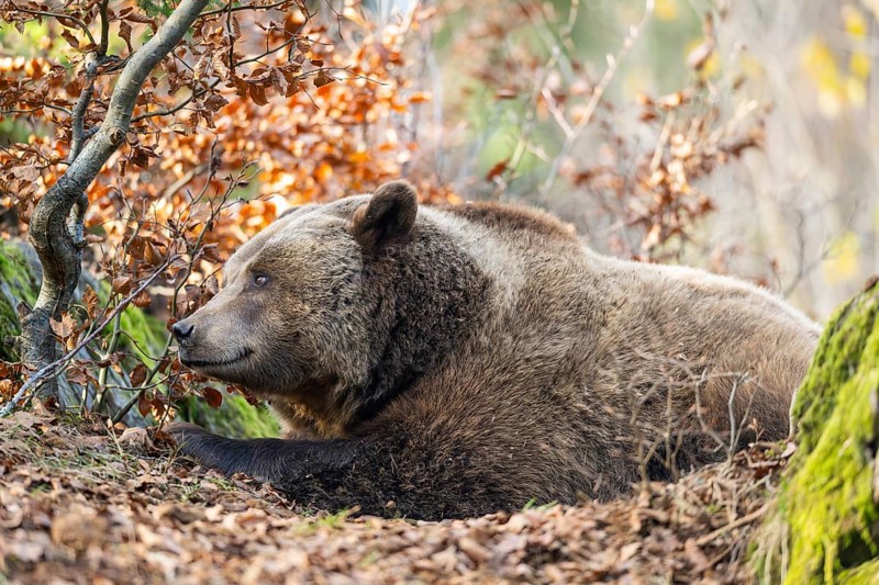 Eurasian Brown Bear (Ursus arctos arctos) lying in a forest, Bavaria, Germany