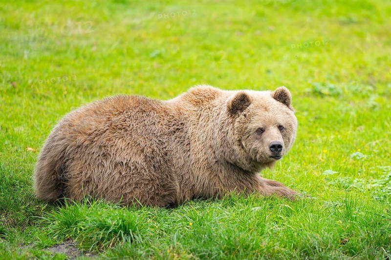 Eurasian Brown Bear (Ursus arctos arctos) lying on a meadow, Bavaria, Germany