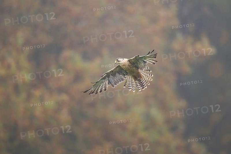 Saker falcon (Falco cherrug) flying, autumn, Bavaria, Germany