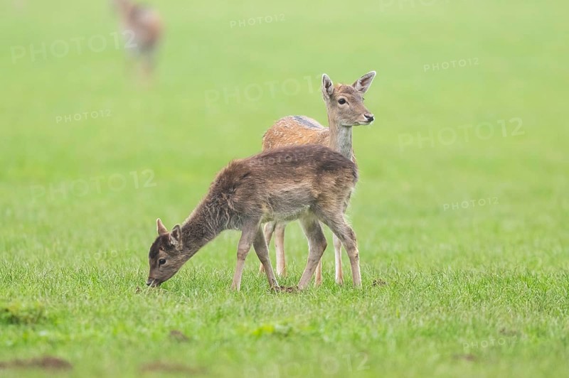 European fallow deer (dama dama) doe on a meadow in autumn, Bavaria, Germany