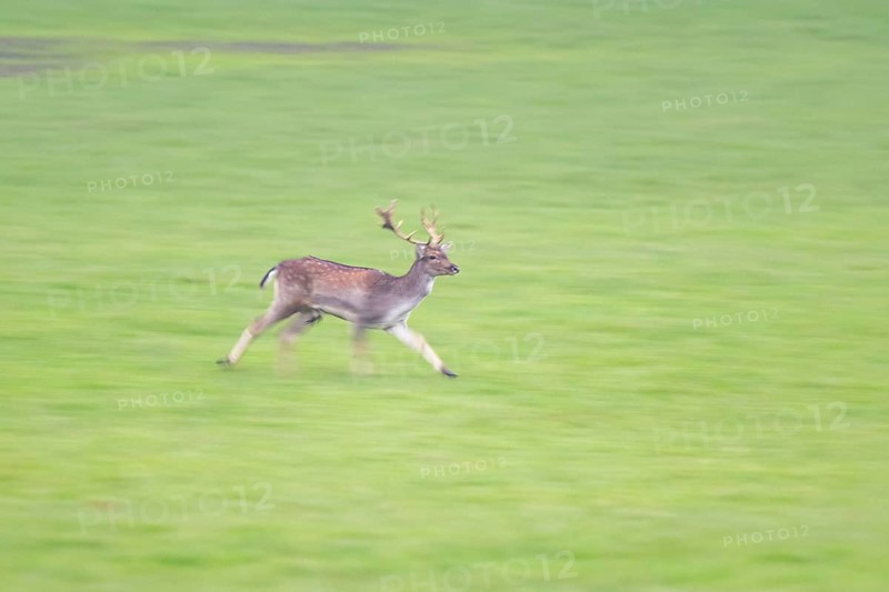 European fallow deer (dama dama) buck running on a meadow in autumn, Bavaria, Germany