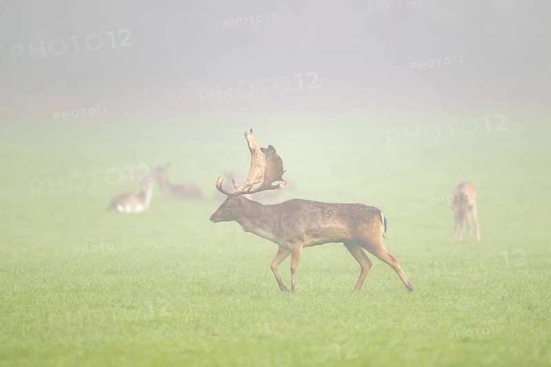 European fallow deer (dama dama) buck with its pack during the mating season on a meadow on a foggy day in autumn, Bavaria, Germany
