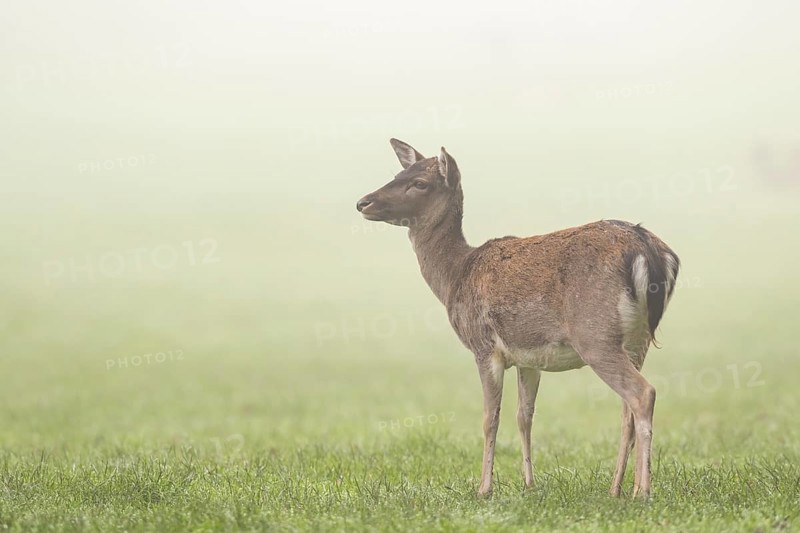 European fallow deer (dama dama) doe standing on a meadow on a foggy day in autumn, Bavaria, Germany