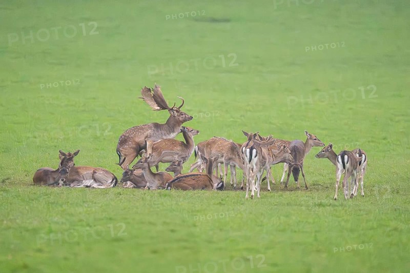European fallow deer (dama dama) buck at the mating with his pack during the rutting season on a meadow in autumn, Bavaria, Germany