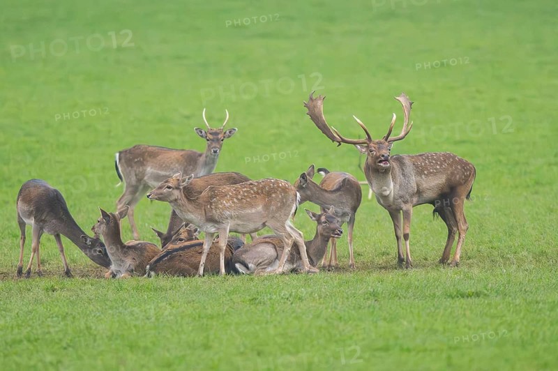 European fallow deer (dama dama) buck with his pack during the rutting season on a meadow in autumn, roaring, Bavaria, Germany