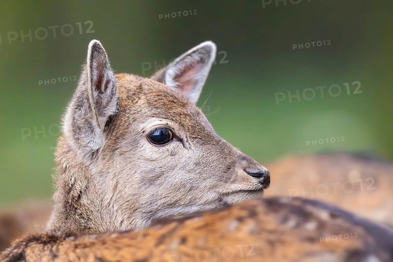 European fallow deer (dama dama) doe standing in a forest in autumn, Bavaria, Germany