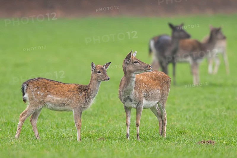 European fallow deer (dama dama) doe on a meadow in autumn, Bavaria, Germany