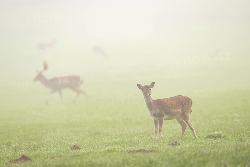 European fallow deer (dama dama) doe standing on a meadow on a foggy day in autumn, Bavaria, Germany