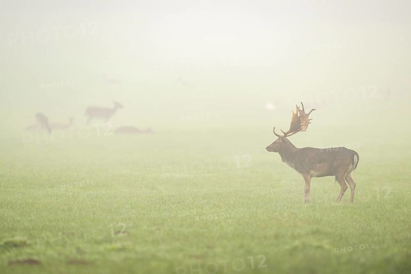 European fallow deer (dama dama) buck with its pack during the mating season on a meadow on a foggy day in autumn, Bavaria, Germany