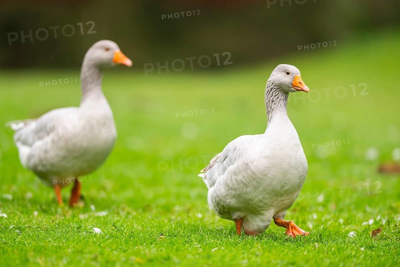 Greylag goose (Anser anser) walking on a meadow, Bavaria, Germany