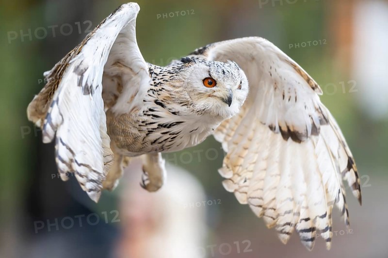 Siberian eagle-owl (Bubo bubo sibiricus) flying, autumn, Bavaria, Germany