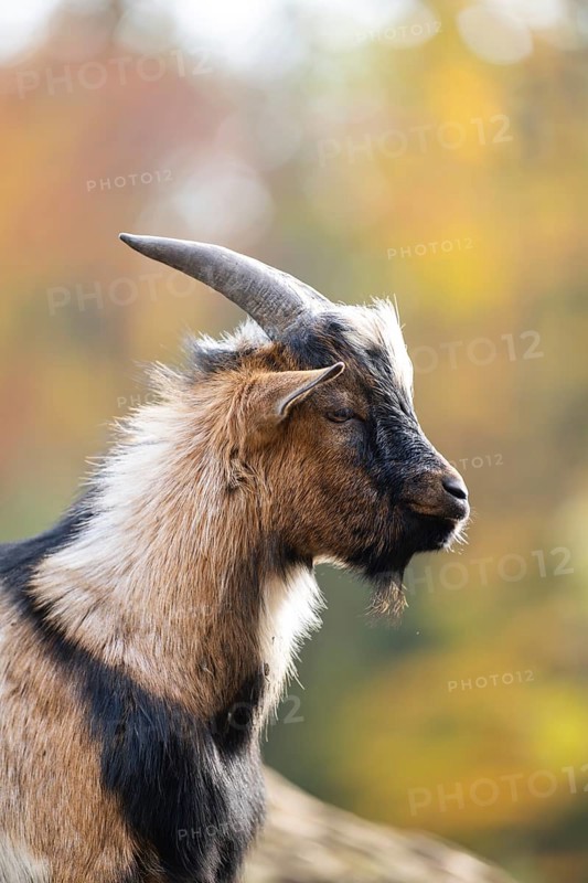 Domestic goat (Capra hircus) in autumn, portrait, Bavaria, Germany