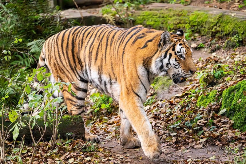 Siberian tiger or Amur tiger (Panthera tigris altaica) walking on the ground in autumn, captive, Germany