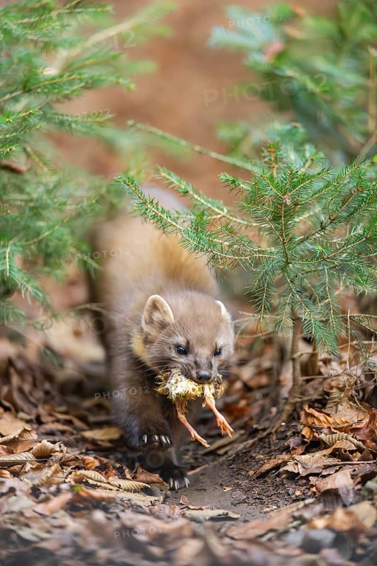 European pine marten (Martes martes) in a forest in autumn, Bavaria, Germany