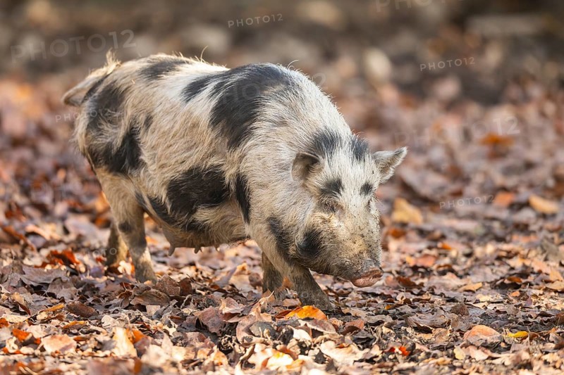 Vietnamese Pot-bellied pig in autumn, Bavaria, Germany