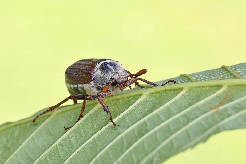 May beetle, wood cockchafer (Melolontha hippocastani), male, on leaf of a horse chestnut (Aesculus hippocastanum), close-up, Wilnsdorf, North Rhine-Westphalia, Germany