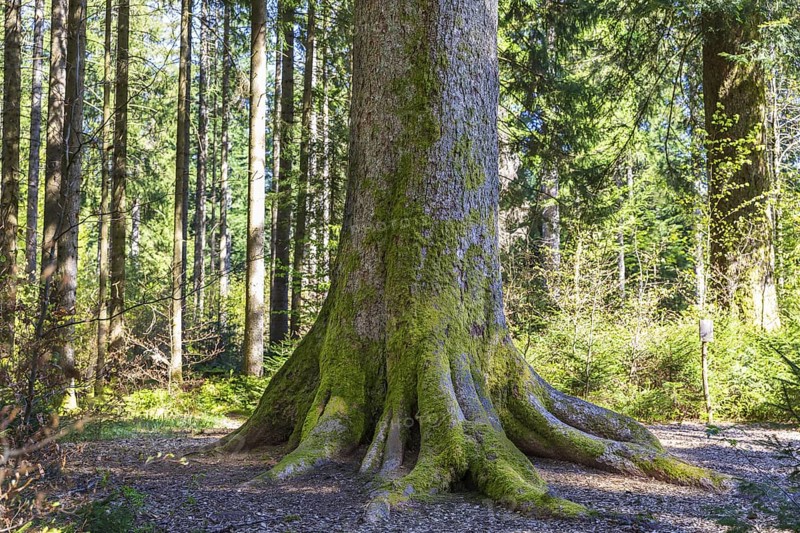 Tree trunk of one of the mighty 300-year-old Schöllkopf firs, stand of large silver firs (Abies alba) near Freudenstadt, northern Black Forest, Baden-Württemberg, Germany
