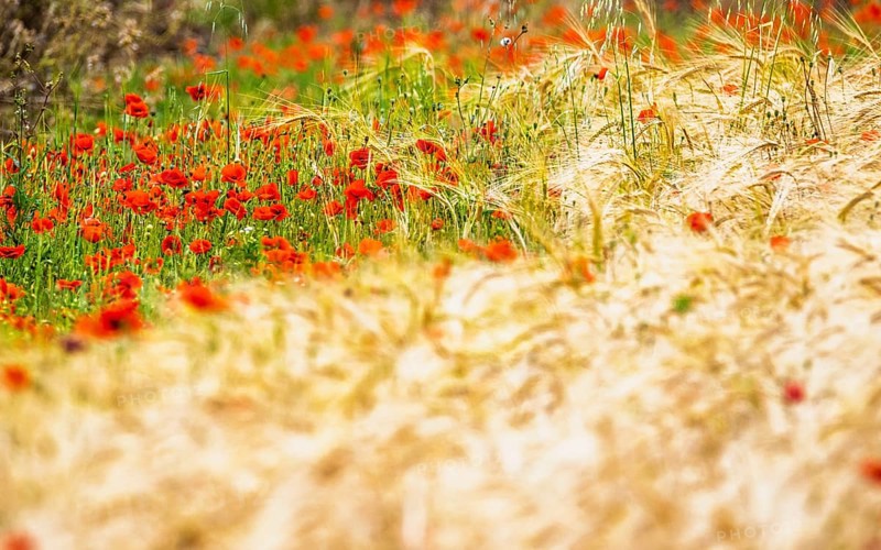 Red poppies in the cereal field, France