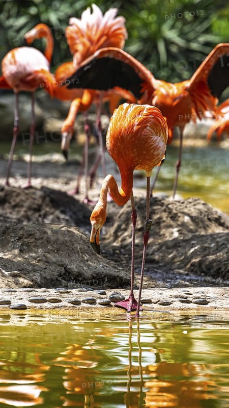American flamingo, Phoenicopterus ruber, group of birds
