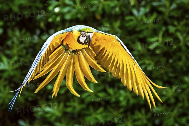 Blue-and-yellow macaw, Ara ararauna, bird in flight
