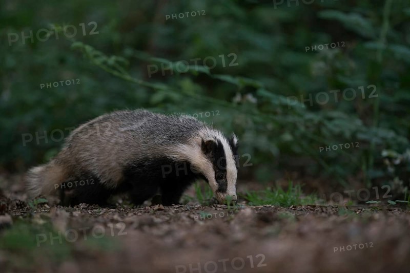 With its nose to the ground... European badger (Meles meles) foraging along a hedge in the twilight of late evening, native nature, Lower Rhine, Rhineland, North Rhine-Westphalia, Germany, Western Europe