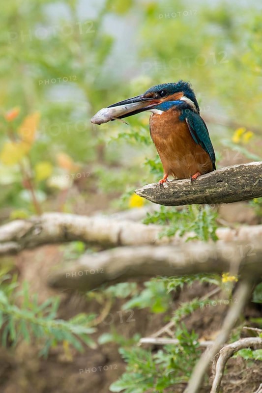 In the habitat... Kingfisher (Alcedo atthis), adult bird sitting with fish in its beak in natural surroundings on the bank wall, embankment of a watercourse, native nature, Lower Rhine, Rhineland, North Rhine-Westphalia, Germany, Western Europe