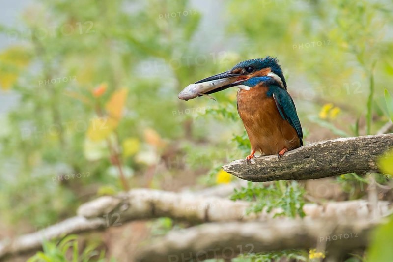 In the habitat... Kingfisher (Alcedo atthis), adult bird sitting with fish in its beak in natural surroundings on the bank wall, embankment of a watercourse, native nature, Lower Rhine, Rhineland, North Rhine-Westphalia, Germany, Western Europe