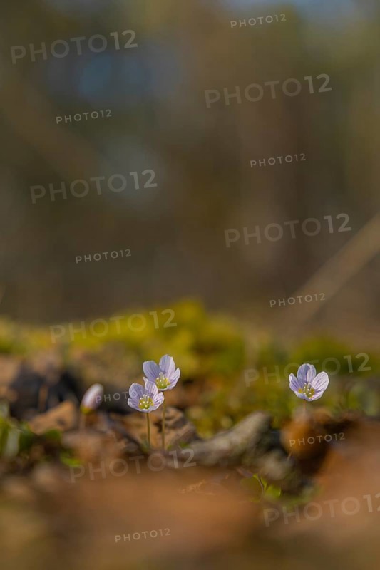 Nature photograph of wood sorrel (Oxalis acetosella) in spring, nature photo, flora, plant, flower, Klein Varlingen, Wendenborstel, Steimbke, district of Nienburg Weser