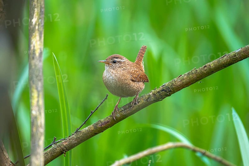 A wren (Troglodytes troglodytes) sitting on a branch, animal photo, bird, bird species, nature photo, wildlife, fauna, Steinhuder Meer, Mardorf, Neustadt am Rübenberge, Hanover Region, Lower Saxony, Germany