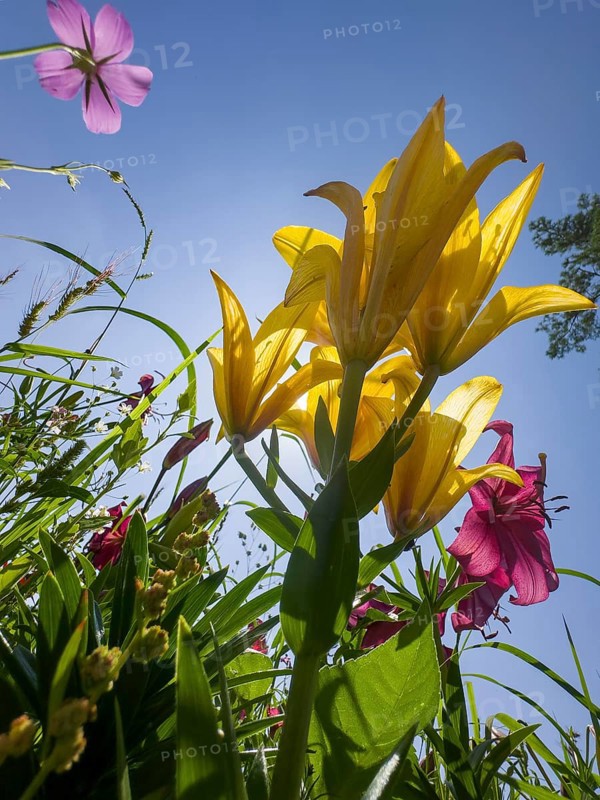 Yellow lily (Lilium cultorum) and purple lily (Lilium brownii var. viridulum), against a blue sky, photographed from a frog's perspective