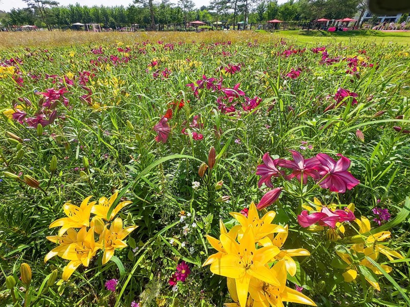 Yellow lily (Lilium cultorum) and purple lily (Lilium brownii var. viridulum)