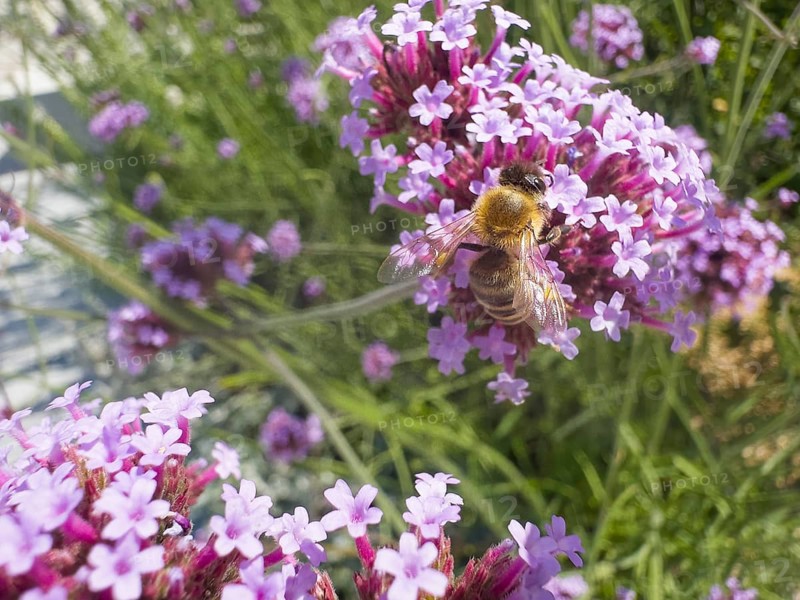Honey bee (Apis), Purpletop vervain, Argentine verbena (Verbena bonariensis)