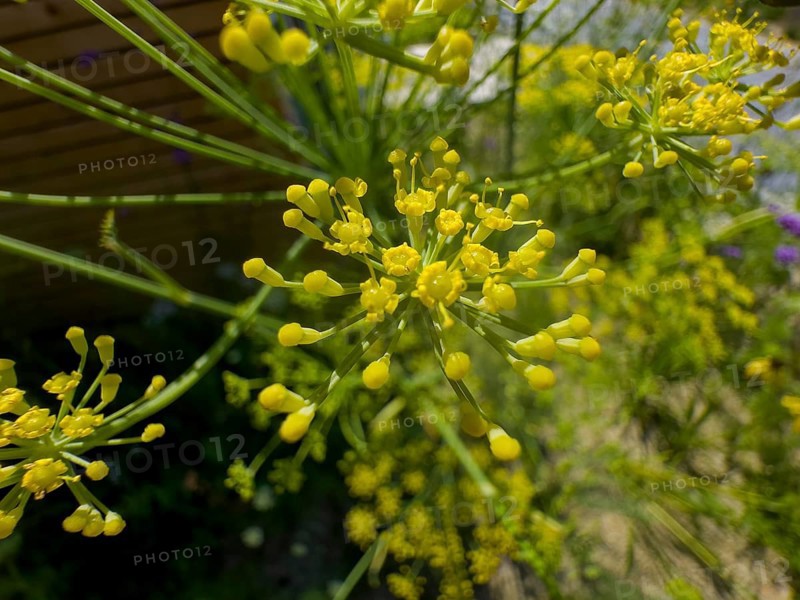 Dill, devil's dill, cucumber herb, dill fennel, dill weed (Anethum graveolens)
