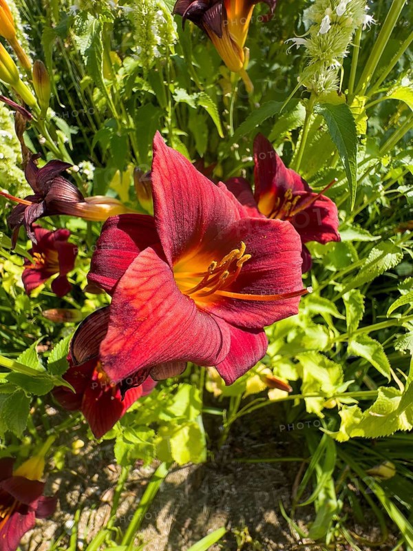 Purple lily (Lilium brownii var. viridulum)