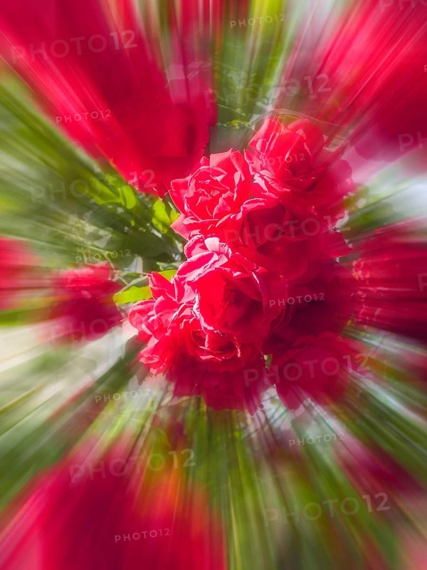 Red roses, hybrid rose (Rosa hybrida), zoom effect