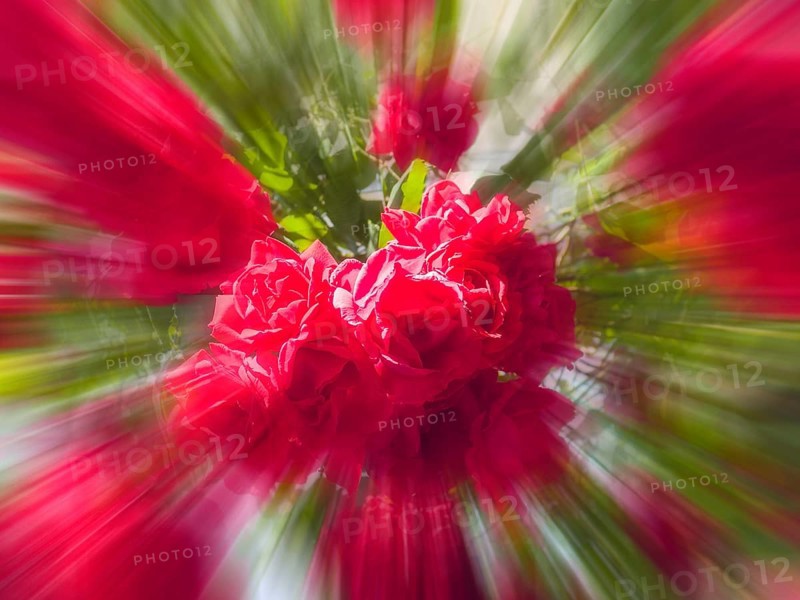 Red roses, hybrid rose (Rosa hybrida), zoom effect