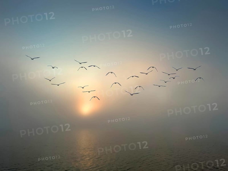 Evening mood on Lake Starnberg in fog, a group of seagulls flies above, Bavaria, Germany