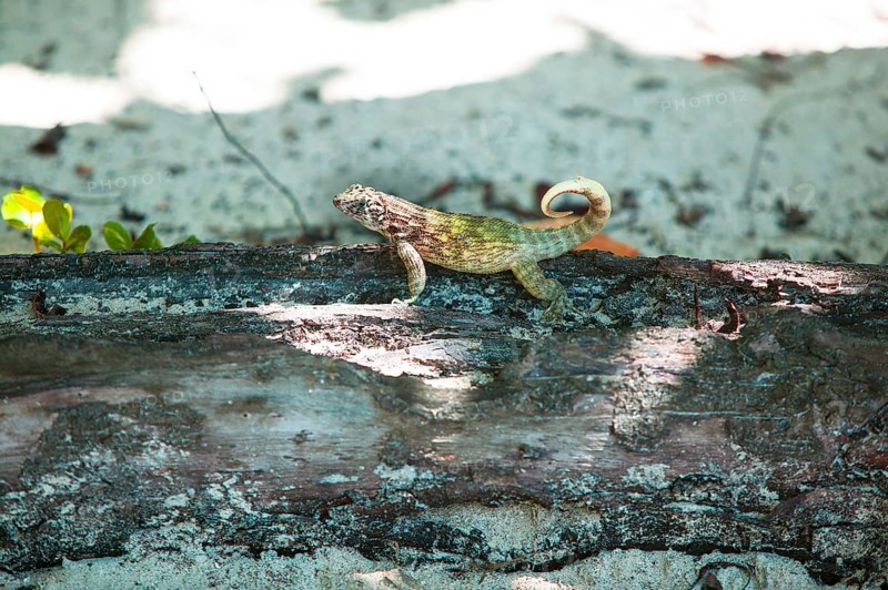Cuban curly-tailed lizard (Leiocephalus cubensis), Cuba, Central America, Caribbean