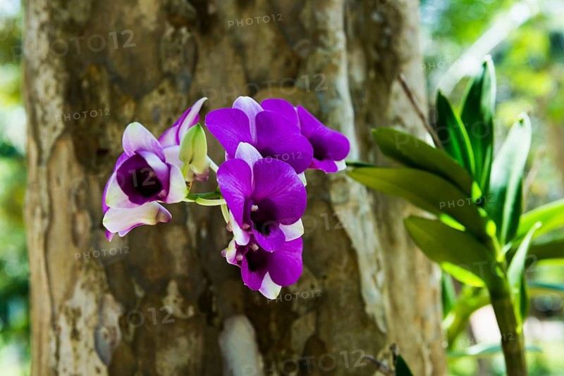 Orchid, Khao Sok National Park, Phang Nga, Surat Thani, Thailand
